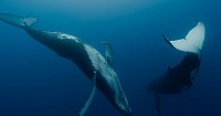 Photo du film LES GARDIENNES DE LA PLANÈTE de Jean-Albert Lièvre