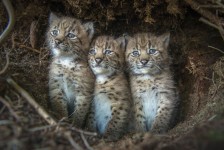 Photo du film LYNX de Laurent Geslin