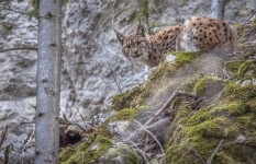Photo du film LYNX de Laurent Geslin