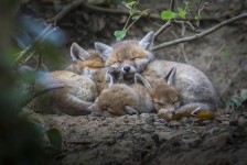 Photo du film LYNX de Laurent Geslin