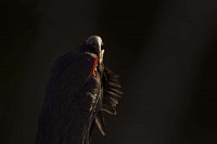 Photo du film LE CHANT DES FORÊTS de Vincent Munier