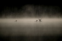 Photo du film LE CHANT DES FORÊTS de Vincent Munier
