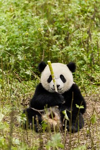 Photo du film MOON LE PANDA de Gilles de Maistre 