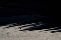 Photo du film LE CHANT DES FORÊTS de Vincent Munier