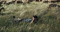 Photo du film BERGERS de Sophie Deraspe