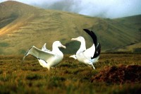 Photo du film LE PEUPLE MIGRATEUR de Jacques Perrin